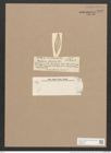 Pleurosigma japonicum Castr. (de-Toni-Nr.: Genus 13, Species 1024) Zeichnungen Sammlung Grunow Nr. 2086 (NHMW-BOT-W0368953)
